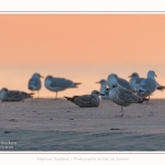 Goelands_quend_21_01_2017_007-border