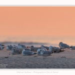 Goelands_quend_21_01_2017_008-border