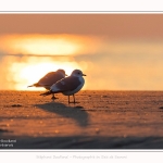 Goelands_quend_21_01_2017_010-border
