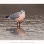 Mouette_quend_21_01_2017_002-border