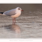 Mouette_quend_21_01_2017_003-border