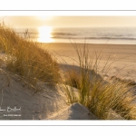 Les dunes le long de la plage de Quend-Plage (Côte Picarde)