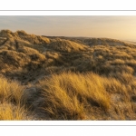 Les dunes le long de la plage de Quend-Plage (Côte Picarde)