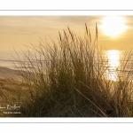 Les dunes le long de la plage de Quend-Plage (Côte Picarde)