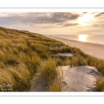 Les dunes de Quend-plage couvertes d'oyats