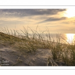 Les dunes de Quend-plage couvertes d'oyats