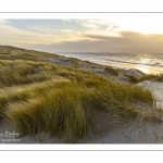 Les dunes du Marquenterre entre Fort-Mahon et la Baie d'Authie au soleil couchant