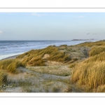 Les dunes du Marquenterre entre Fort-Mahon et la Baie d'Authie au soleil couchant