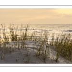 Les dunes du Marquenterre entre Fort-Mahon et la Baie d'Authie au soleil couchant