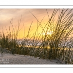 Les dunes du Marquenterre entre Fort-Mahon et la Baie d'Authie au soleil couchant