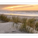 Les dunes du Marquenterre entre Fort-Mahon et la Baie d'Authie au soleil couchant