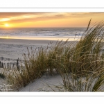 Les dunes du Marquenterre entre Fort-Mahon et la Baie d'Authie au soleil couchant