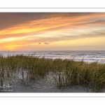 Les dunes du Marquenterre entre Fort-Mahon et la Baie d'Authie au soleil couchant