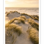 Les dunes du Marquenterre entre Fort-Mahon et la Baie d'Authie au soleil couchant