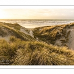 Les dunes du Marquenterre entre Fort-Mahon et la Baie d'Authie au soleil couchant