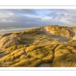 Les dunes du Marquenterre entre Fort-Mahon et la Baie d'Authie au soleil couchant