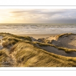 Les dunes du Marquenterre entre Fort-Mahon et la Baie d'Authie au soleil couchant