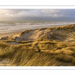 Les dunes du Marquenterre entre Fort-Mahon et la Baie d'Authie au soleil couchant