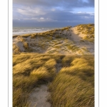 Les dunes du Marquenterre entre Fort-Mahon et la Baie d'Authie au soleil couchant