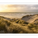 Les dunes du Marquenterre entre Fort-Mahon et la Baie d'Authie au soleil couchant