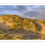 Les dunes du Marquenterre entre Fort-Mahon et la Baie d'Authie au soleil couchant