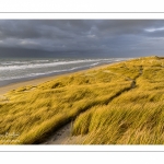 Les dunes du Marquenterre entre Fort-Mahon et la Baie d'Authie au soleil couchant