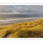 Les dunes du Marquenterre entre Fort-Mahon et la Baie d'Authie au soleil couchant