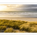 Les dunes du Marquenterre entre Fort-Mahon et la Baie d'Authie au soleil couchant