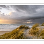 Les dunes du Marquenterre entre Fort-Mahon et la Baie d'Authie au soleil couchant