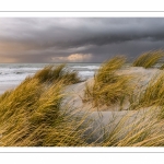 Les dunes du Marquenterre entre Fort-Mahon et la Baie d'Authie au soleil couchant