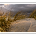 Les dunes du Marquenterre entre Fort-Mahon et la Baie d'Authie au soleil couchant