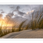 Les dunes du Marquenterre entre Fort-Mahon et la Baie d'Authie au soleil couchant