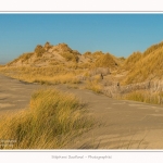 Quend_Plage_dunes_15_02_2015_007-border.jpg