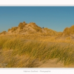 Quend_Plage_dunes_15_02_2015_009-border.jpg