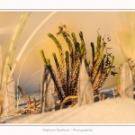 Quend_Plage_dunes_15_02_2015_023-border.jpg