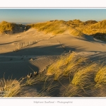 Quend_Plage_dunes_15_02_2015_027-border.jpg