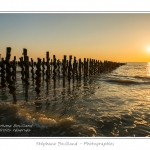 Les bouchots utilisés par les mytilliculteurs à Quend-Plage pour l'élevage des moules. Les bouchots s'étendent le long du Marquenterre jusqu'à l'entrée de la Baie de Somme. Saison : été - Lieu : Quend-Plage, Côte Picarde, Somme, Picardie, France.