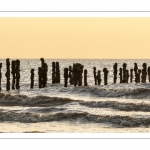 Moules de bouchots à Quend-Plage