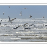 Goélands argentés sur la plage (Larus argentatus - European Herring Gull)