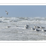 Goélands argentés sur la plage (Larus argentatus - European Herring Gull)