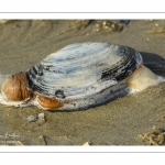 Mya arenaria, la mye commune ou mye des sables