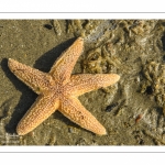 étoile de mer commune (Asterias rubens)