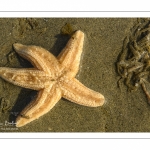 étoile de mer commune (Asterias rubens)