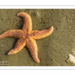 étoile de mer commune (Asterias rubens)
