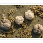 France, Somme (80), Quend-Plage,Coquille d'oursin (squelette) appelé "test", le test des oursins est composé de carbonate de calcium renforcé par une armature en cristaux de calcite // France, Somme (80), Quend-Plage, Sea urchin shell (skeleton) called "test", the sea urchin test is composed of calcium carbonate reinforced by a framework of calcite crystals.