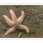 étoile de mer commune (Asterias rubens)