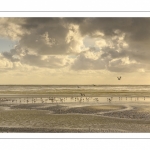 Goélands sur la plage