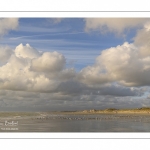 Goélands sur la plage