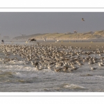 Goélands sur la plage