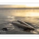 Coquillages sur la plage au soir